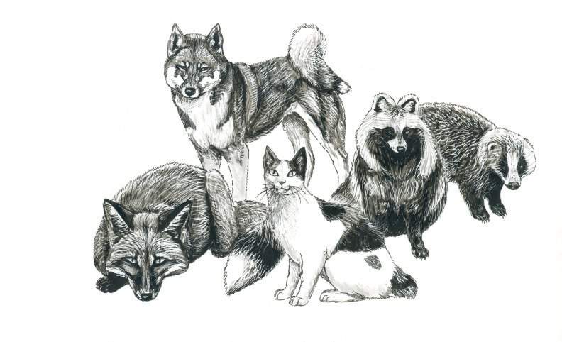wolf children wolf forms wolf children wolf forms